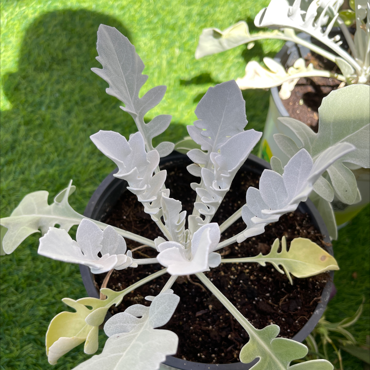 Silver Ragwort plant in a pot with visible soil and some yellowing leaves.