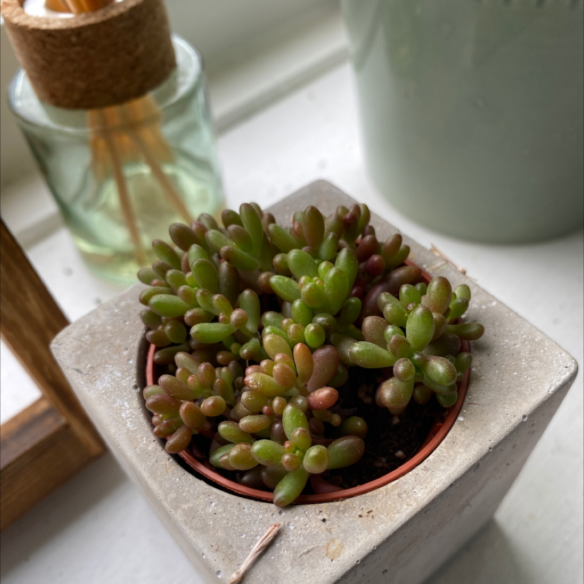 A healthy White Stonecrop succulent in a square pot with green and reddish leaves.