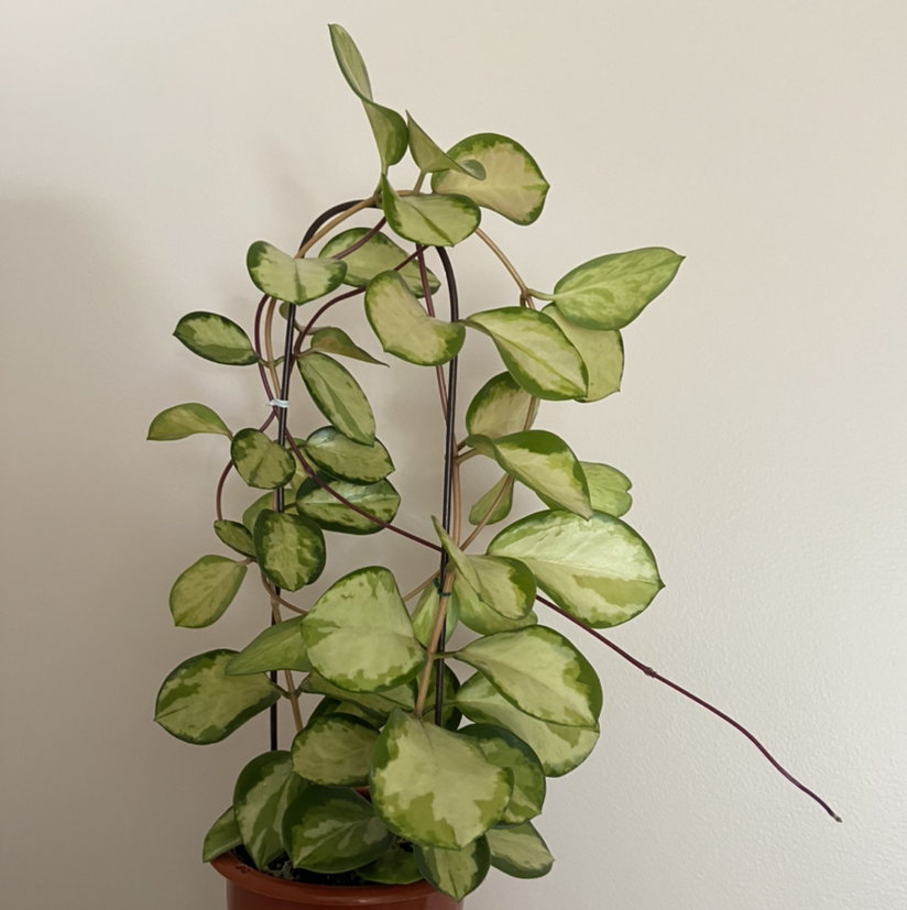 Healthy mature waxplant with thick variegated oval leaves and trailing stems in a small terracotta pot, cleanly photographed.