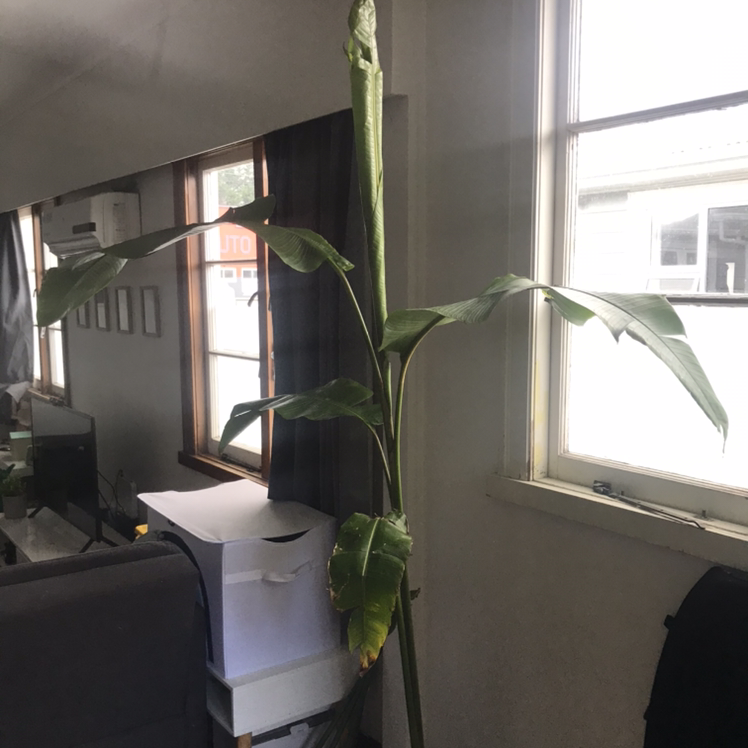 Photo of the plant species Heliconia schiedeana by Cait named Treeyoncé on Greg, the plant care app