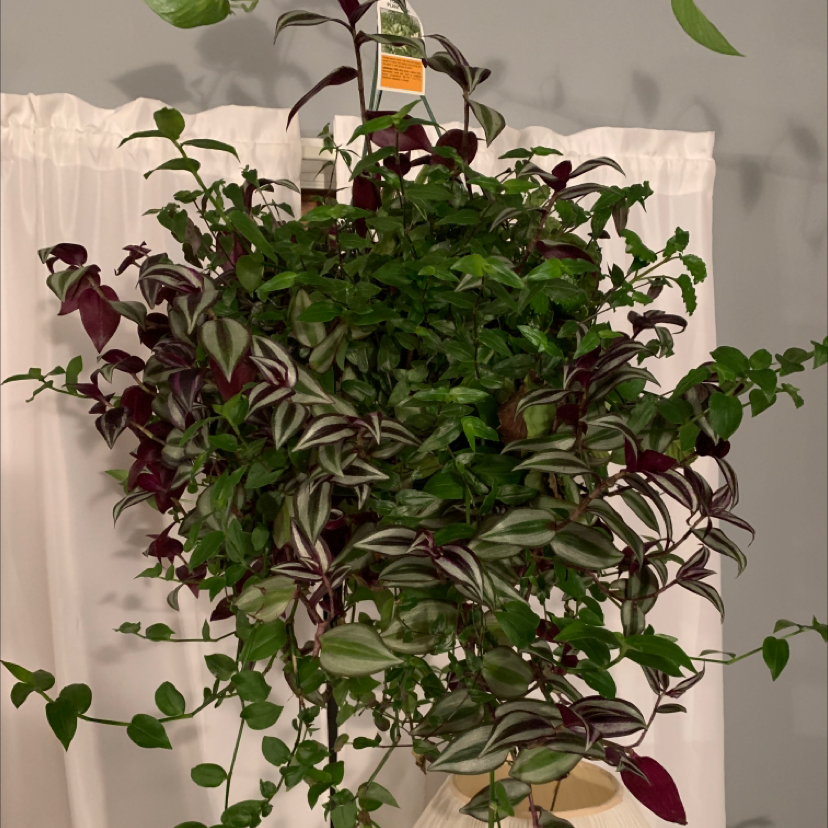 Spiderwort plant photo by @Javabean4 named Cathleen on Greg, the plant care app.