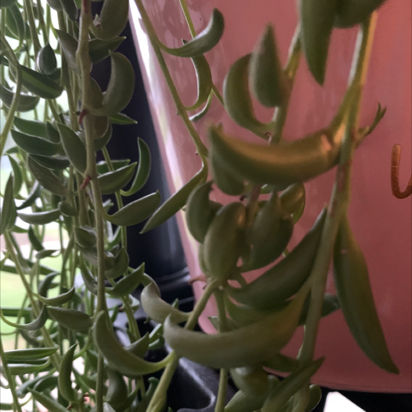 String of Bananas plant photo by @Javabean4 named Its Bananas on Greg, the plant care app.