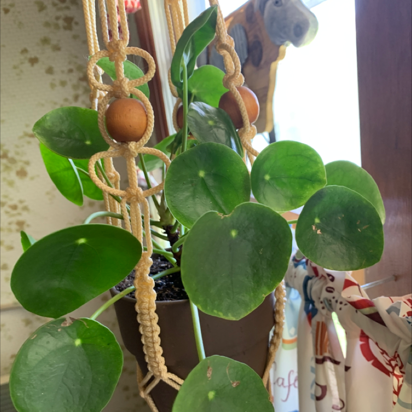 Chinese Money Plant plant photo by @Javabean4 named Percy on Greg, the plant care app.