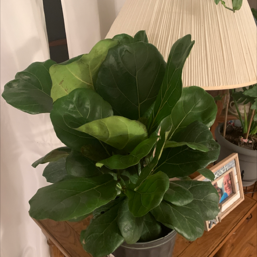 Fiddle Leaf Fig plant photo by @Javabean4 named Fergie the Fiddle on Greg, the plant care app.