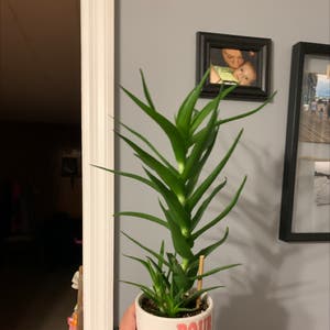 Climbing Aloe plant photo by @Javabean4 named Alvin on Greg, the plant care app.
