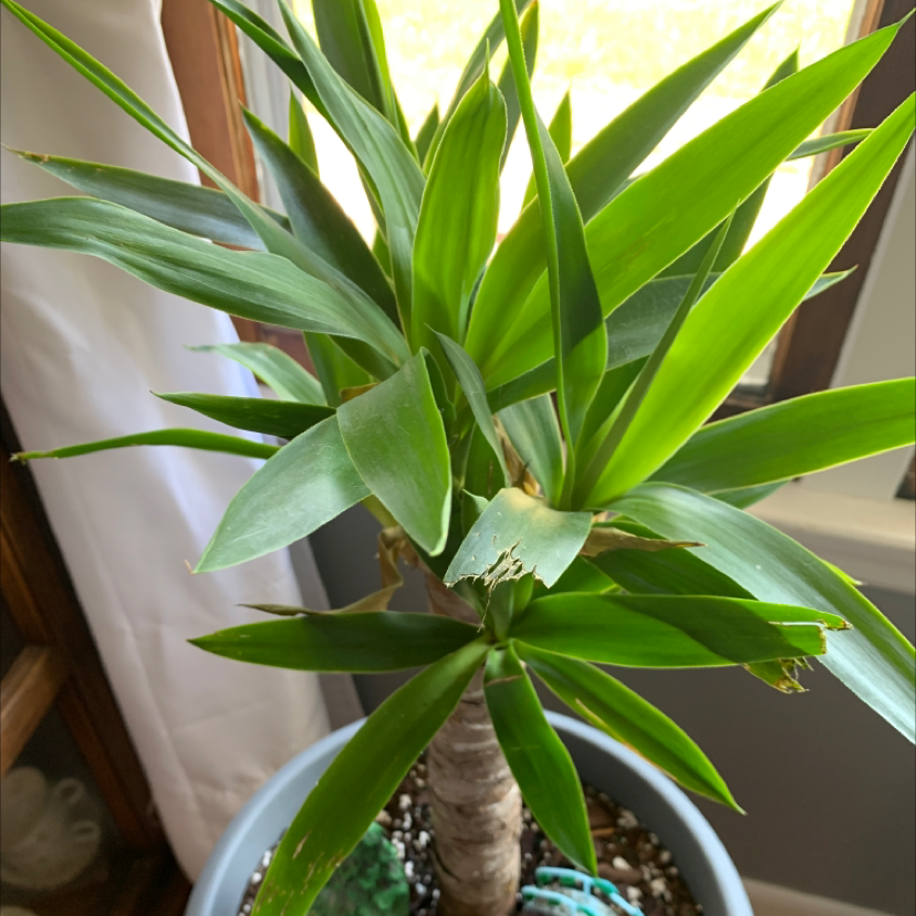 Blue-Stem Yucca plant photo by @Javabean4 named Yukky the Yukka on Greg, the plant care app.