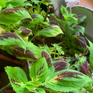 Coleus plant photo by @Javabean4 named Ol Red on Greg, the plant care app.