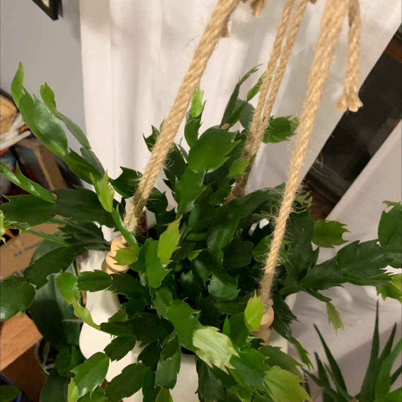 False Christmas Cactus plant photo by @Javabean4 named Christy on Greg, the plant care app.