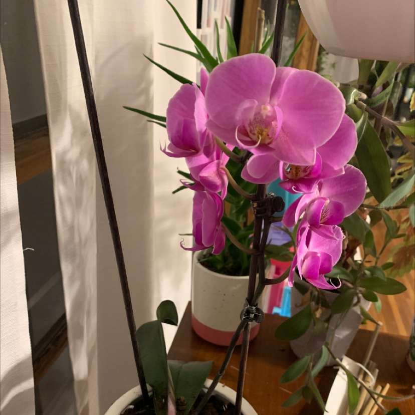 Phalaenopsis Orchid plant photo by @Javabean4 named Lila on Greg, the plant care app.
