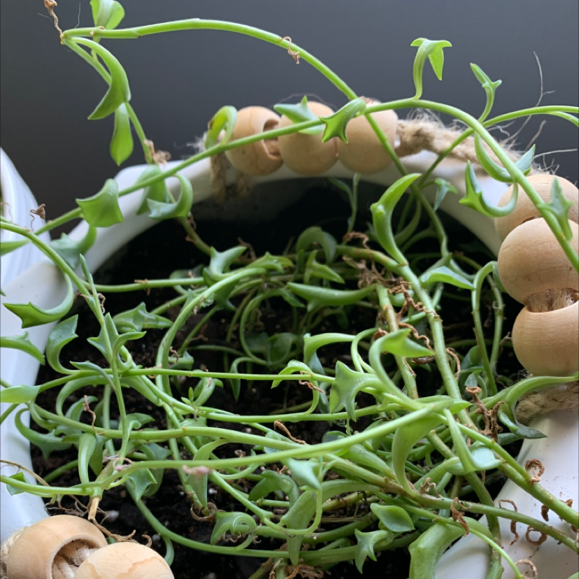 Dolphin Plants plant photo by @Javabean4 named Dolly Dolphin on Greg, the plant care app.