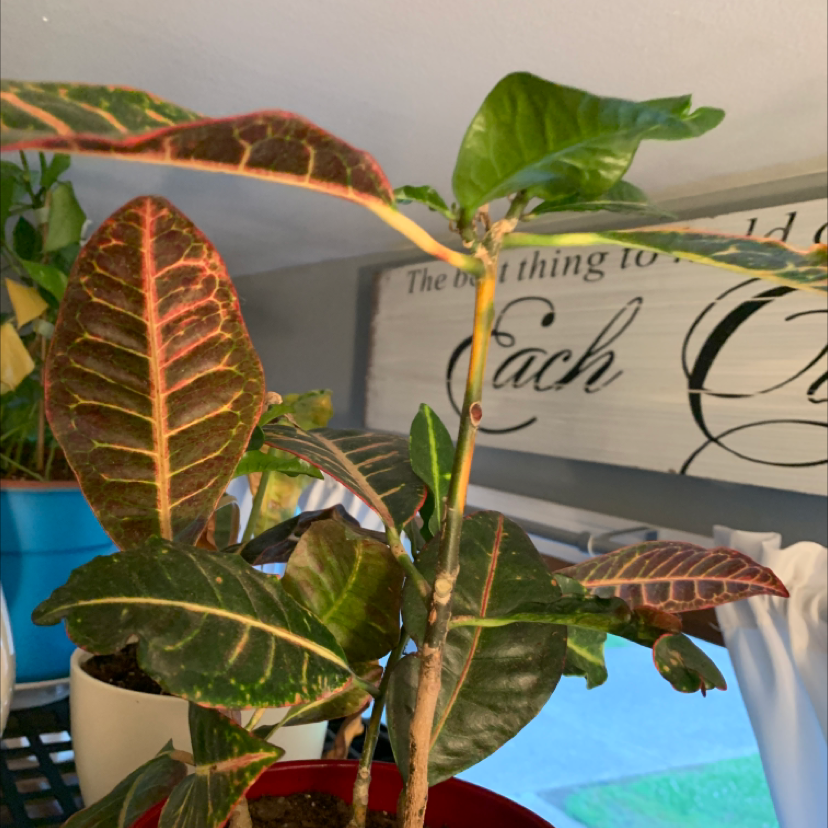 Gold Dust Croton plant photo by @Javabean4 named Cruella Croton on Greg, the plant care app.