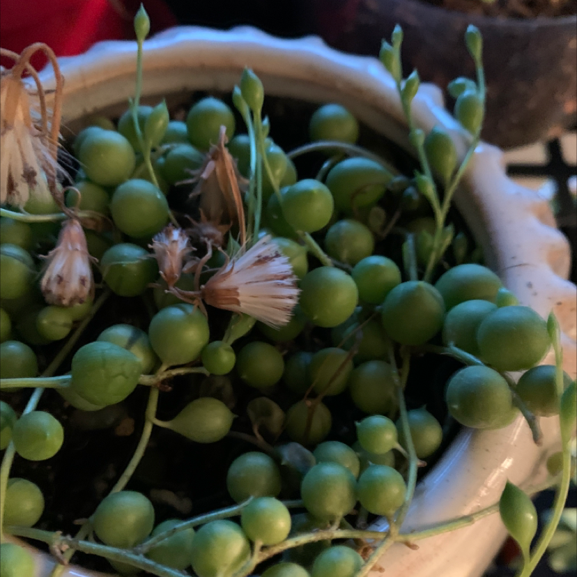 String of Pearls plant photo by @Javabean4 named Pretty Pearl on Greg, the plant care app.