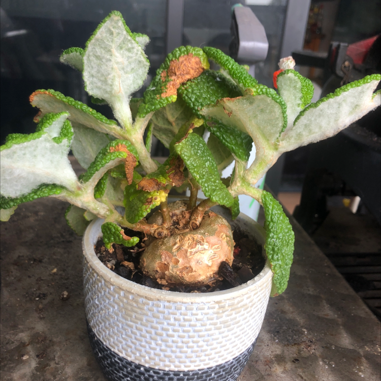 Photo of the plant species Sinningia bullata by @Scarlettdawson named Walter on Greg, the plant care app