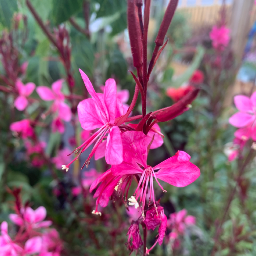 Photo of the plant species Flowering-willow by @Blackcatthief named Gauta Belleza on Greg, the plant care app