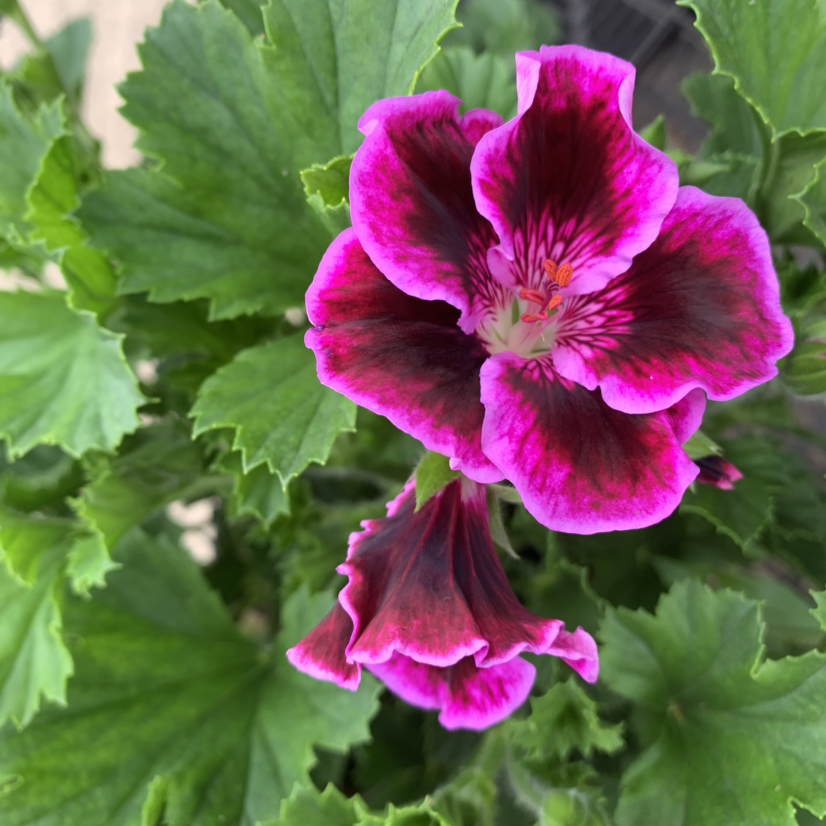 Photo of the plant species Muškát by @Blackcatthief named Geranium on Greg, the plant care app