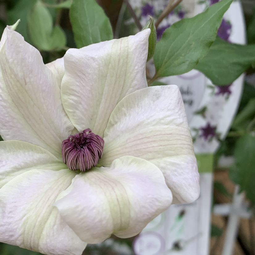 Photo of the plant species Italian Leather Flower by @Blackcatthief named Clematis on Greg, the plant care app