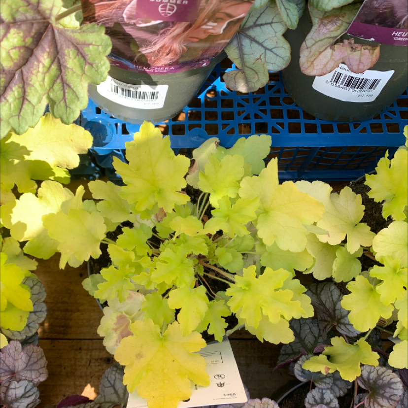 Coral Bells plant with yellowing leaves, surrounded by other plants.