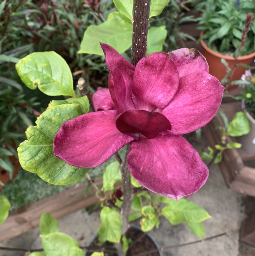 Plant care for Ashe's Magnolia on Greg, the plant care app