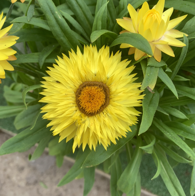 Photo of the plant species Strawflower by @Blackcatthief named Coreopsis on Greg, the plant care app