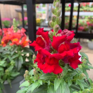 Common Snapdragon plant in Nottingham, England
