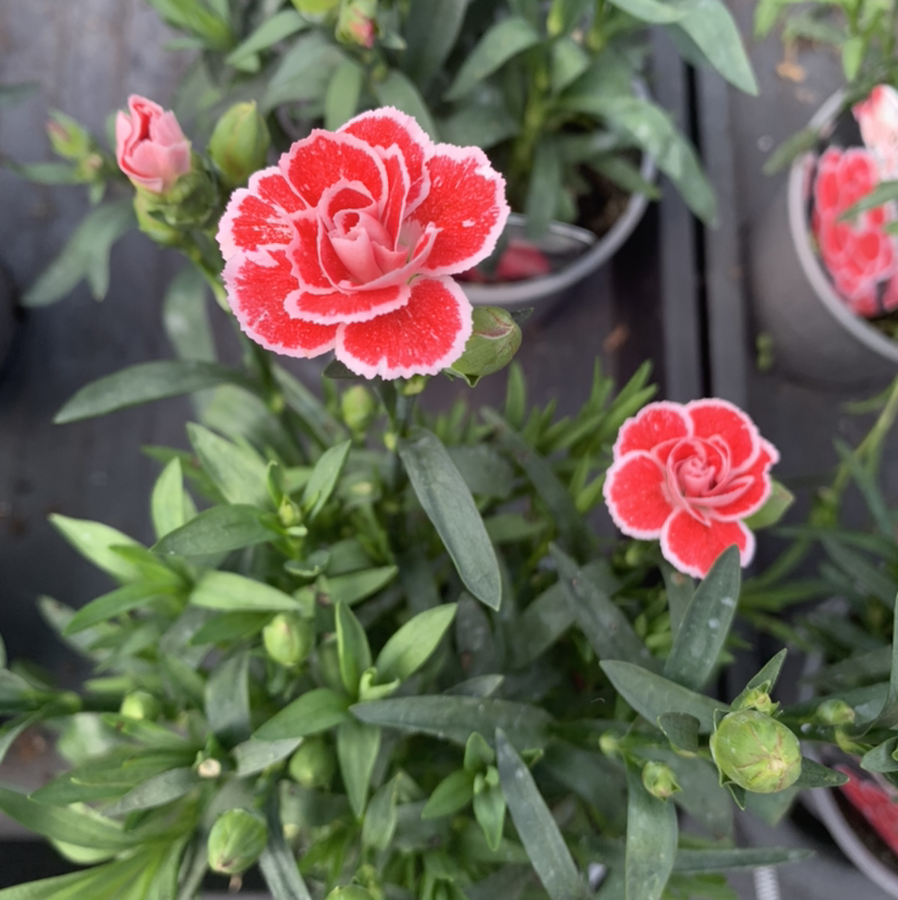 Border Carnation plant photo by @Blackcatthief named Dianthus on Greg, the plant care app.