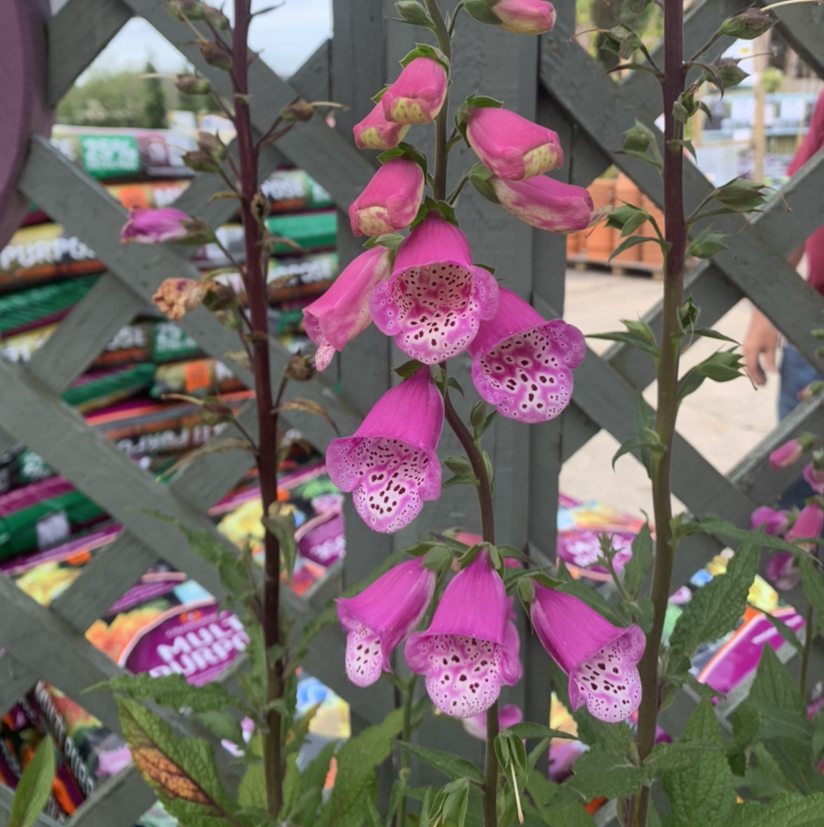 Photo of the plant species Common Foxglove by @Blackcatthief named Dianthus on Greg, the plant care app