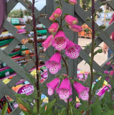 Photo of the plant species Digitalis Purpurea by @Blackcatthief named Dianthus on Greg, the plant care app