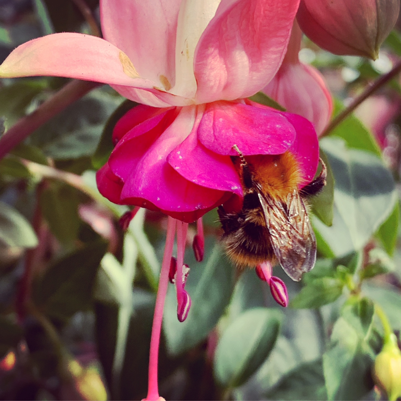 Photo of the plant species Hummingbird Fuchsia by @Blackcatthief named Fushia on Greg, the plant care app