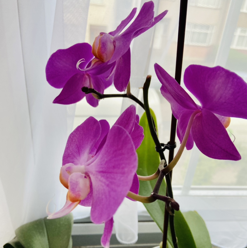 Phalaenopsis Orchid plant photo by Gratiela named Orhidee mov deschis on Greg, the plant care app.