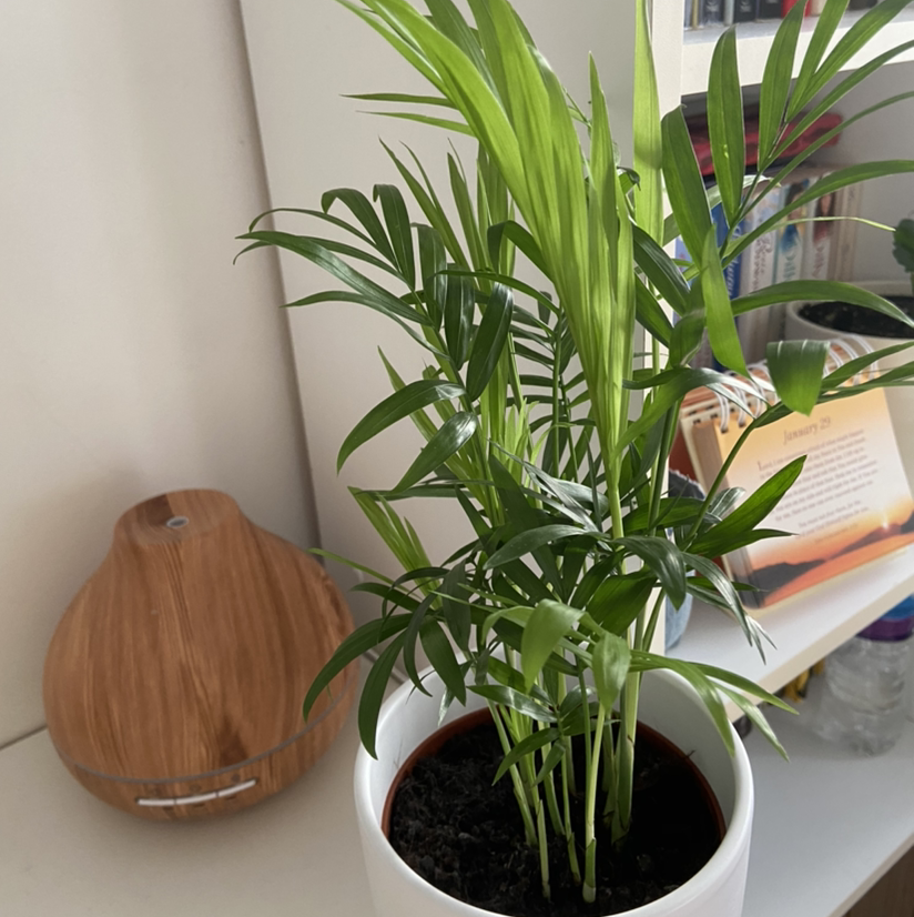 Parlour Palm plant photo by Gratiela named Tropical plant on Greg, the plant care app.