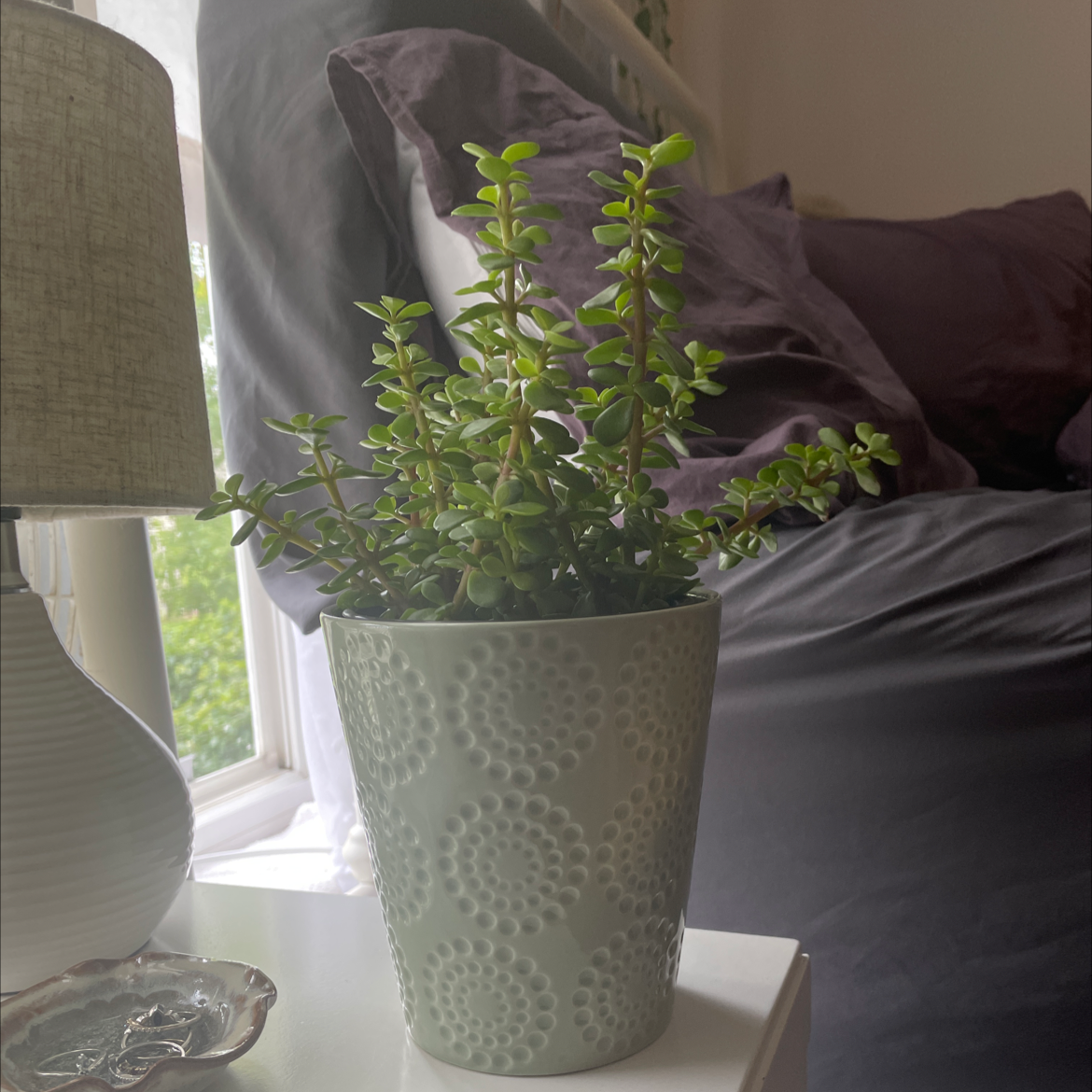 Plant care for Assorted Portulacaria on Greg, the plant care app
