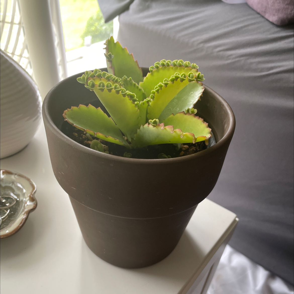Healthy Mother of Thousands plant with vibrant green succulent leaves and many small plantlets growing along leaf edges, in a small brown pot.