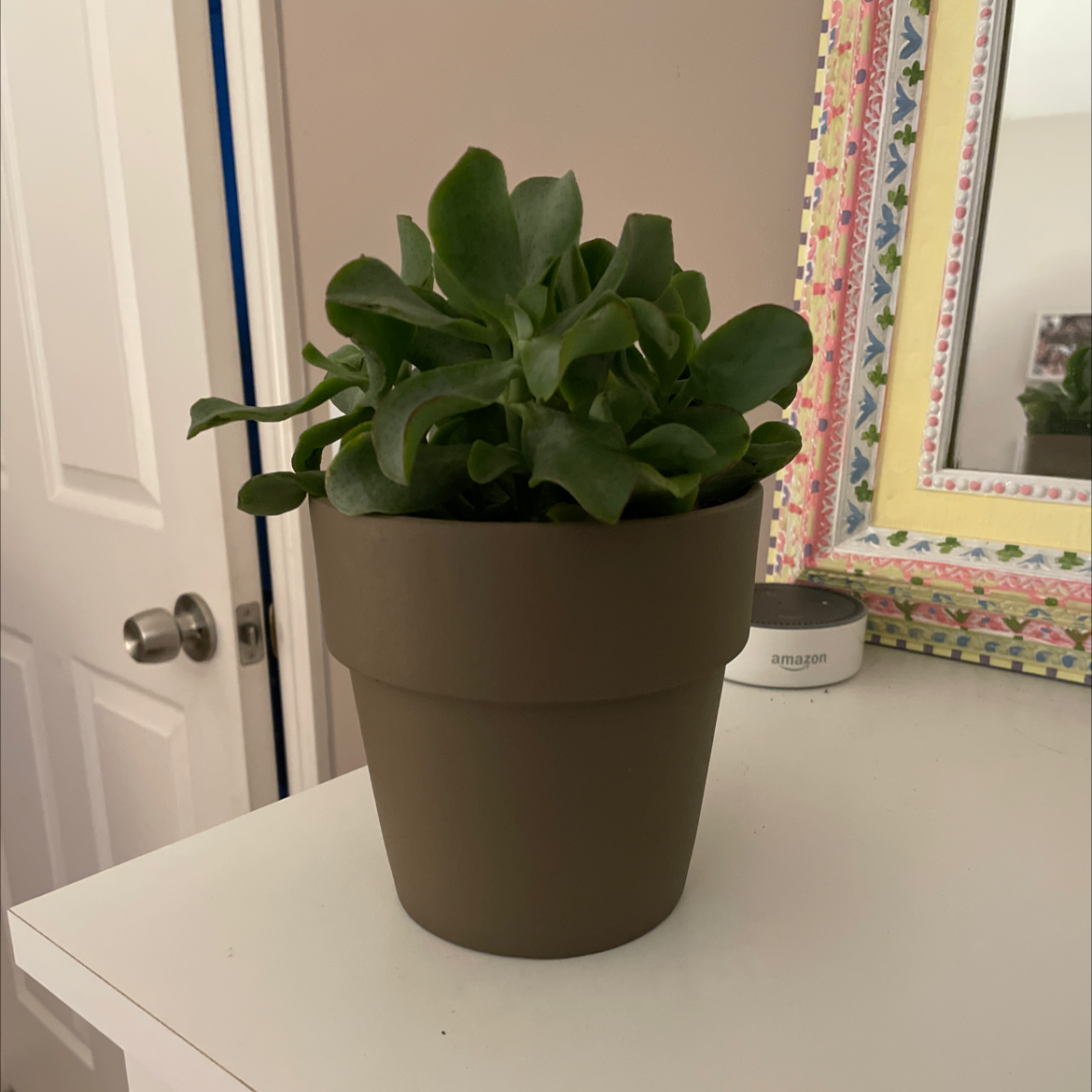 Potted Silver Dollar Plant with green leaves on a white surface.