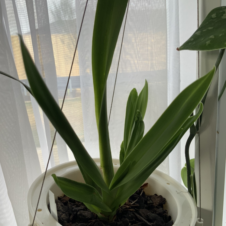 Miltoniopsis phalaenopsis plant in a white pot with green leaves, placed near a window with sheer curtains.