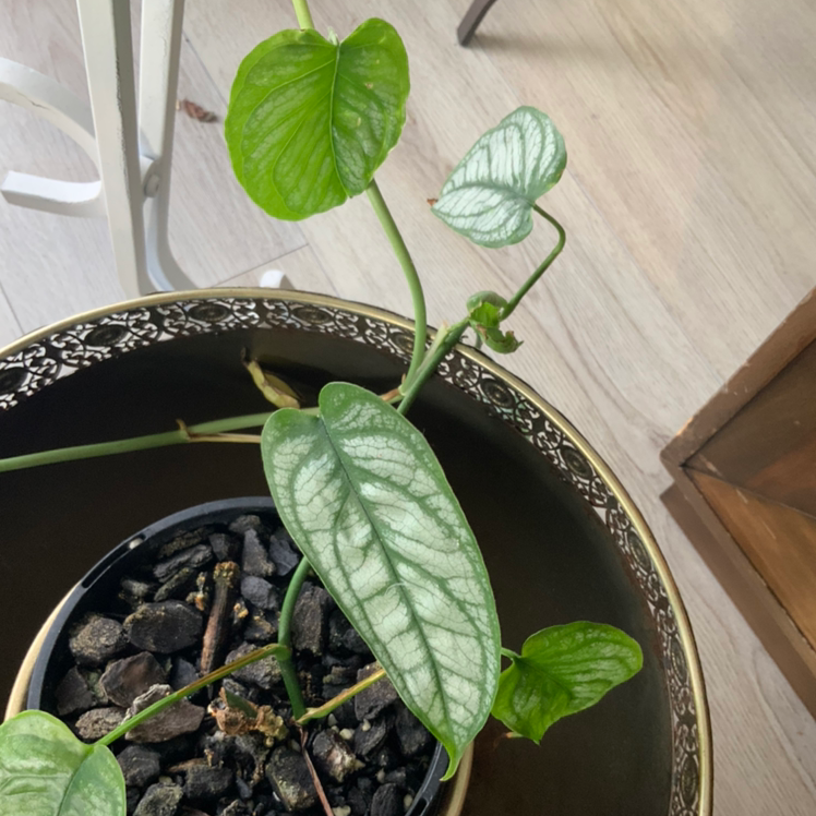 Potted Silver Monstera plant with heart-shaped leaves and visible soil.