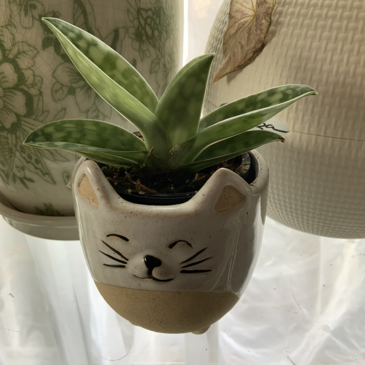 Photo of the plant species Paphiopedilum callosum Orchid by @Simonestroud named Kitty on Greg, the plant care app