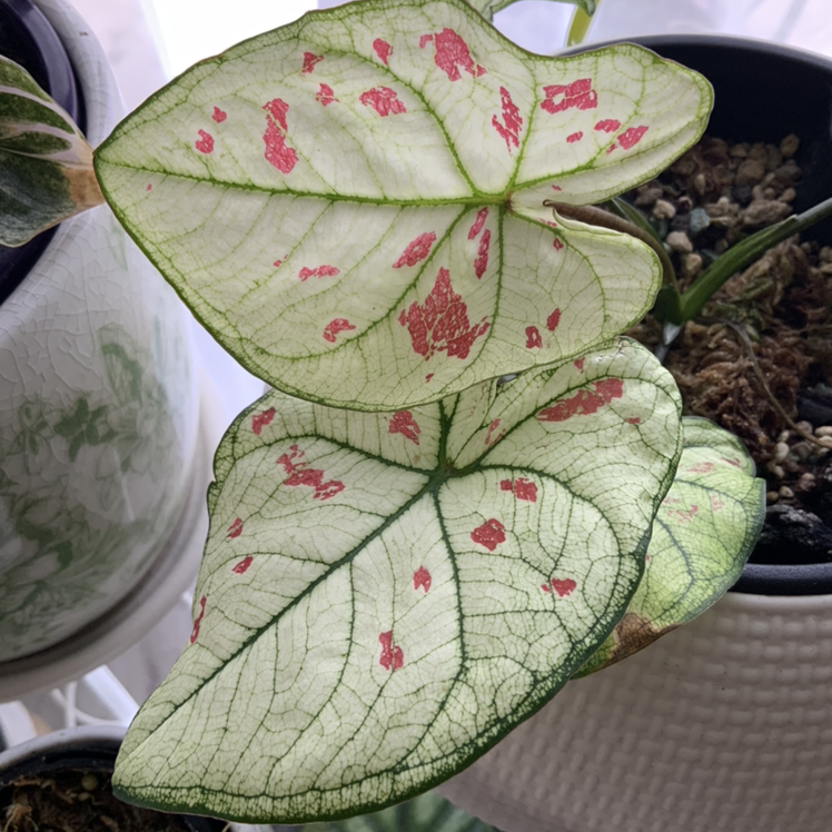 Photo of the plant species Strawberry Star Caladium by @Simonestroud named Strawberry Shortcake on Greg, the plant care app