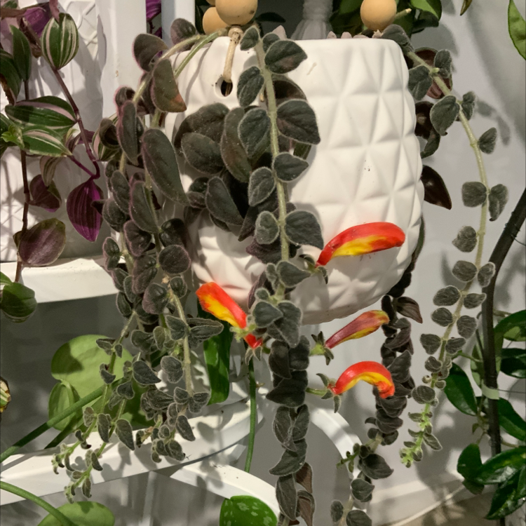 Photo of the plant species Dancing Dolphin by @Simonestroud named Fishy on Greg, the plant care app