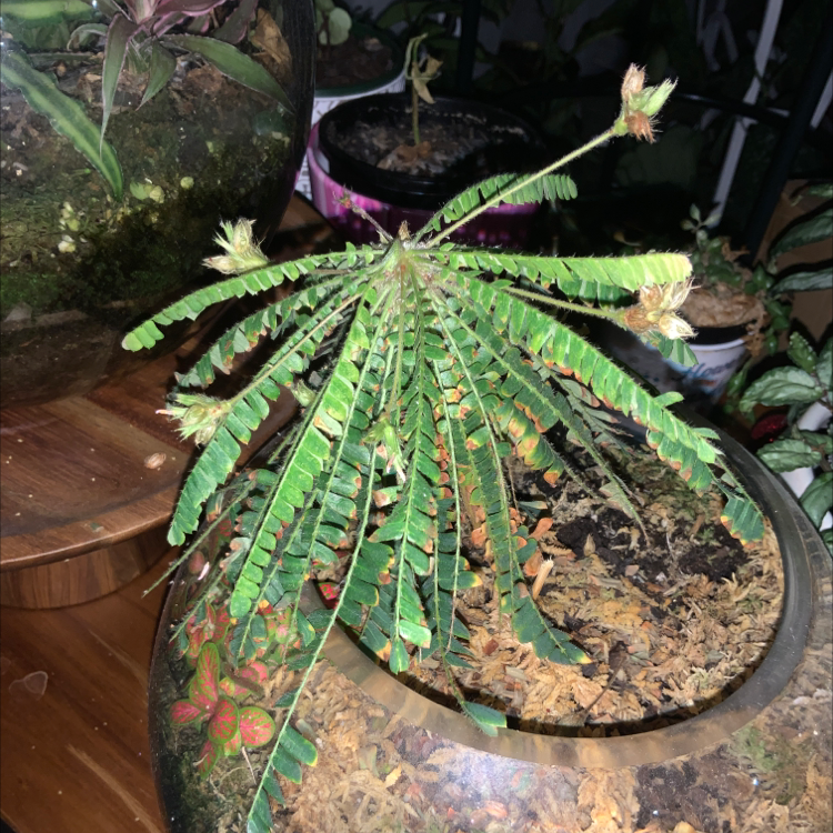 Little Tree Plant plant photo by @Simonestroud named Elina on Greg, the plant care app.