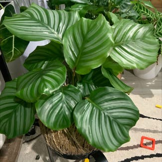 Round-leaf Calathea plant in Somewhere on Earth