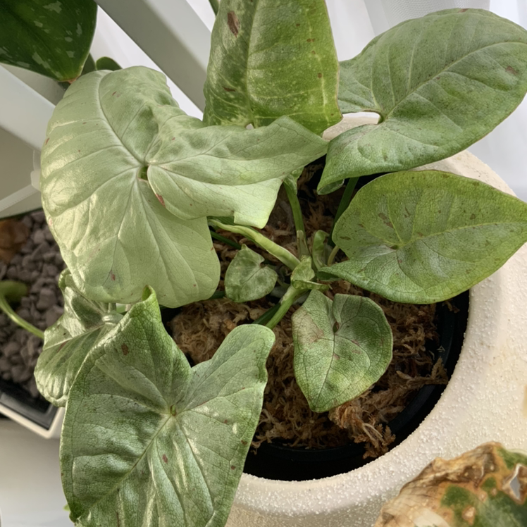 Confetti Syngonium plant in a pot with mostly green leaves and minor discoloration.