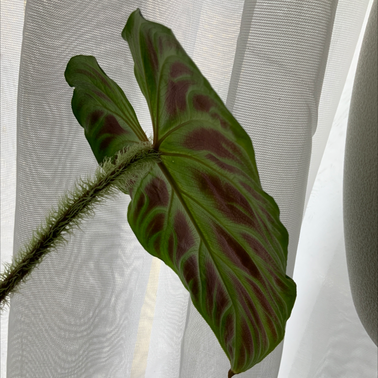 Photo of the plant species Ecuador Philodendron by @Simonestroud named Hairy McClarey on Greg, the plant care app