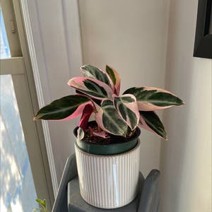 Triostar Stromanthe plant photo by @Thejaneclaire named Valentina on Greg, the plant care app.