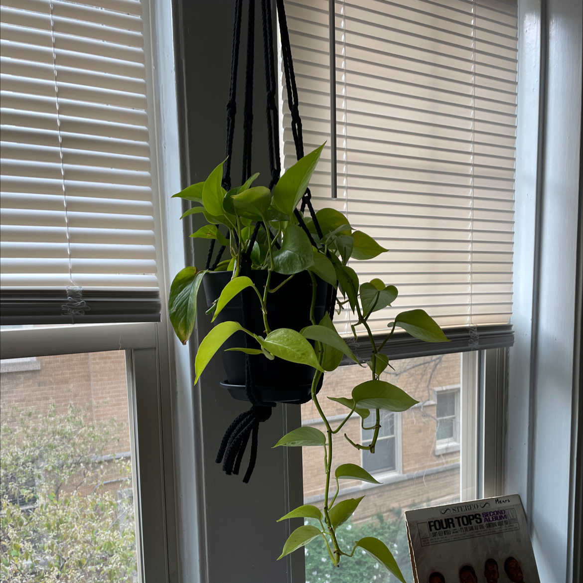 Neon Pothos plant photo by @Thejaneclaire named Royal Ivy on Greg, the plant care app.