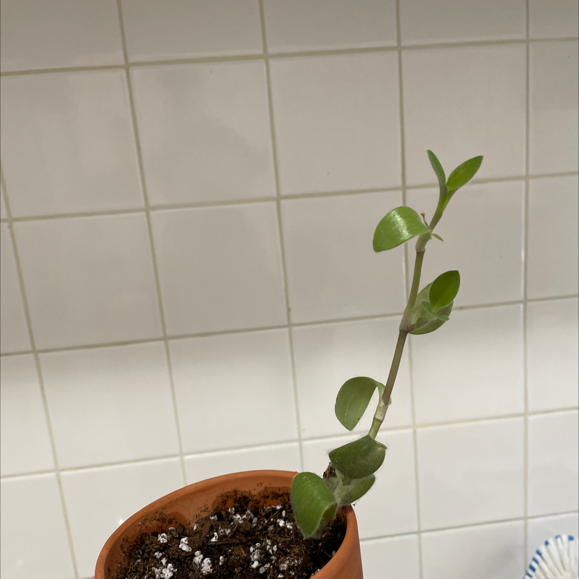 White Velvet plant photo by @JCP named Jeremy on Greg, the plant care app.