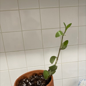White Velvet plant photo by @Thejaneclaire named Jeremy on Greg, the plant care app.