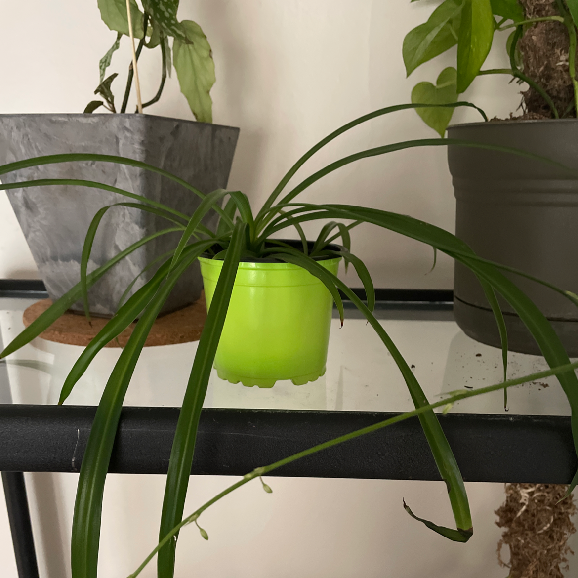 Spider Plant in a green pot with long, arching green leaves.