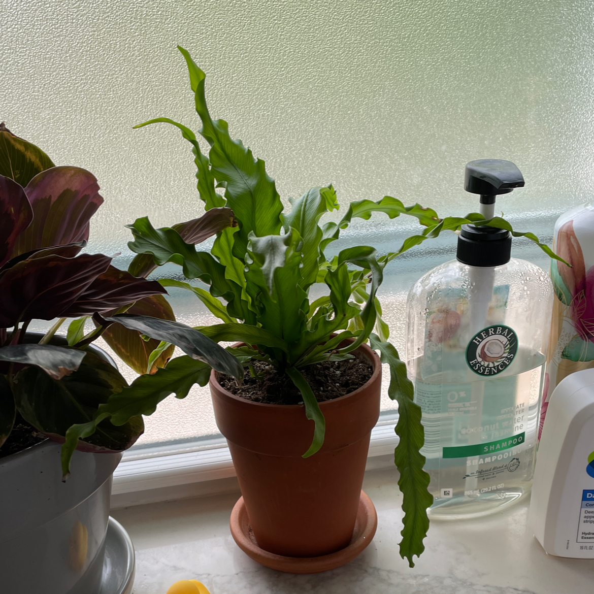 Healthy Bird's Nest Fern with lush green fronds in an orange ceramic pot, with a hand sanitizer bottle for scale.