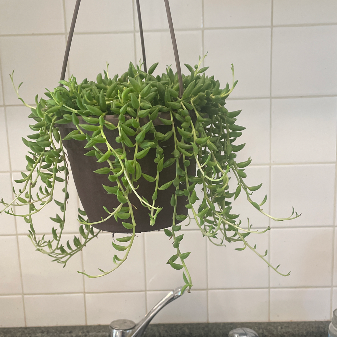 Healthy hanging succulent plant with long trailing vines and dense banana-shaped leaves, against tiled background.