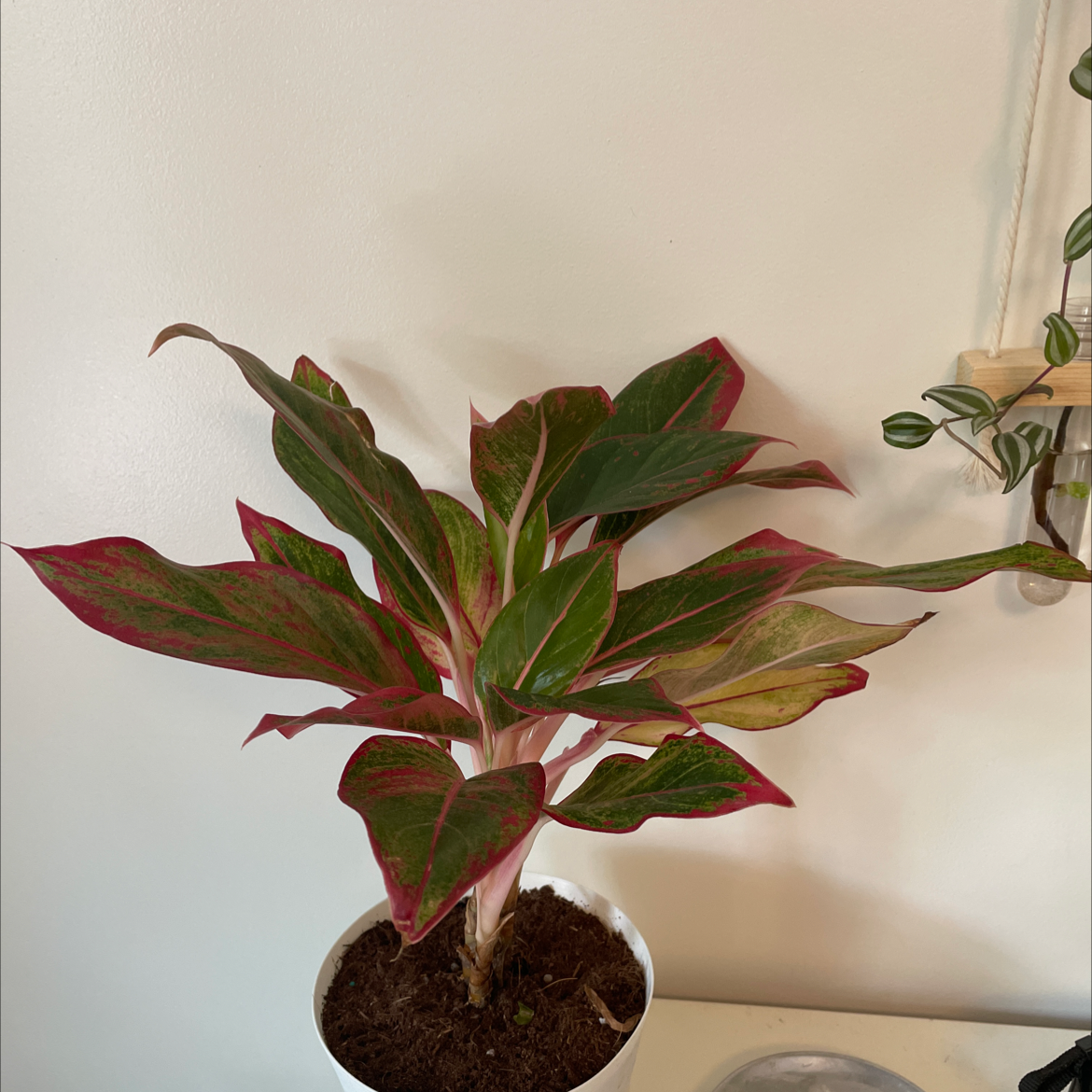 Red Siam Aurora Aglaonema plant in a white pot with vibrant green and red leaves.